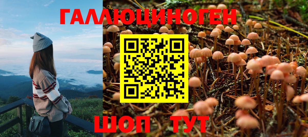 Галлюциногенные грибы Psilocybe Лабинск